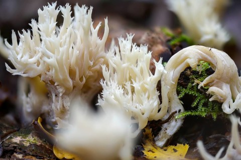 Clavulina coralloides, Clavulina cristata, antler-shaped coral, comb-shaped coral, comb-shaped club