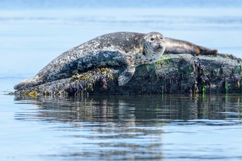 Harbour seals, (Phoca vitulina), Salish Sea, British Columbia, Canada, Pacific