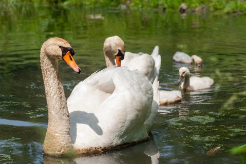 Cygnus olor, mute swan, anatidae, birds, duckbirds, female, adolescent, young, juvenile, male,