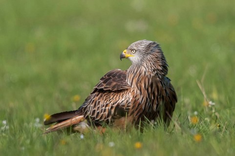 Accipitriformes, Milan, Milvus Milvus, Red Kite, Red Kite, Birds of Prey, Raptor, Raptors, Bird