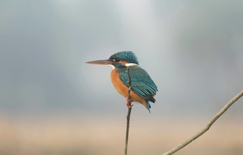 Vibrant Common Kingfisher (Alcedo atthis) perched on a thin branch, Sreepur, Gazipur, Bangladesh