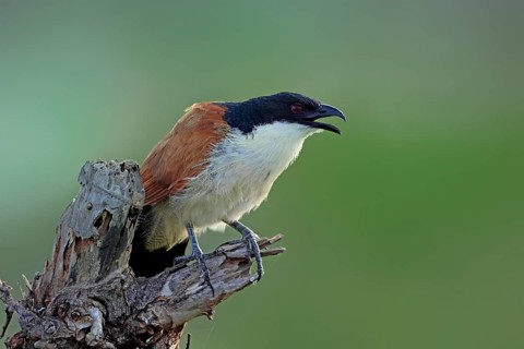 Burchell's cuckoo (Centropus superciliosus), white-browed cuckoo, spurred cuckoo, adult, perched,