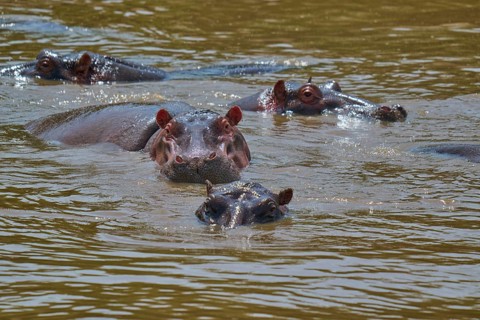 Several hippos emerge from the water and look around curiously, hippopotamus (Hippopotamus