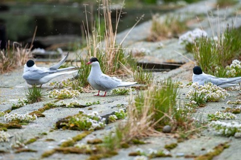 Arctic tern, arctic tern, Norway, sterna paradisaea, varanger, birds, breed, brood,