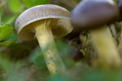 Frost snail, yellow-leafed snail, herald of the winter, hygrophorus hypothejus, snail, fungi,
