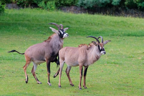 A male is mating with a female roan antelope (Hippotragus equinus) in a green meadow. South Africa