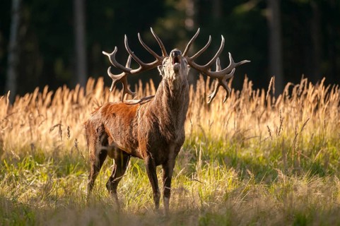 Artiodactyla, Cervus Elaphus, even-toed ungulate, cloven-hoofed, red deer, red deer, rutting, deer,