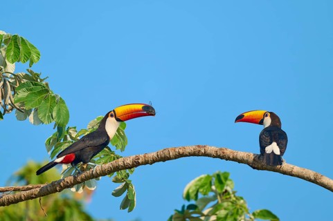 Two toucans are sitting facing each other on a branch, one is holding an insect in its beak. Toco