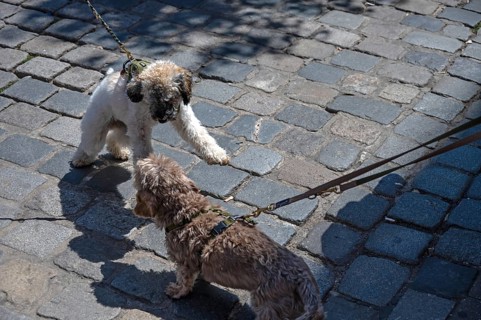 Dog, two dogs greet each other, Nuremberg, Middle Franconia, Bavaria, Germany