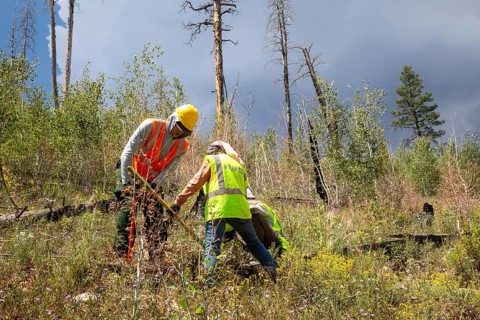 Grand Canyon National Park, Arizona - Volunteers planted Ponderosa pine seedlings on the canyon's