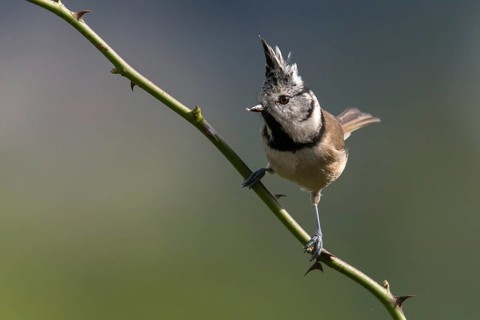 Crested tit, crested tit, Lophophanes cristatus, parus cristatus, birds, tit, passeri, songbirds,