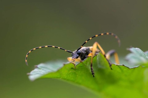 Black and yellow longhorn beetle, cerambycidae, spotted larbock, harlequin longhorn, leptura