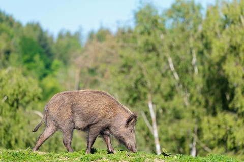 A female wild boar (Sus scrofa) searches for food on a mound in a green clearing on a sunny morning
