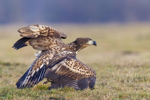 White-tailed eagle, hawk family, animals, birds, birds of prey, (Haliaeetus albicilla), biotope,