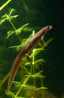 Lissotriton vulgaris, smooth newt, triturus vulgaris, amphibians, amphibians, female, high size,