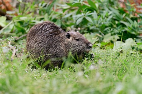 Nutria (Myocastor coypus), grazing, Camargue, southern France, France