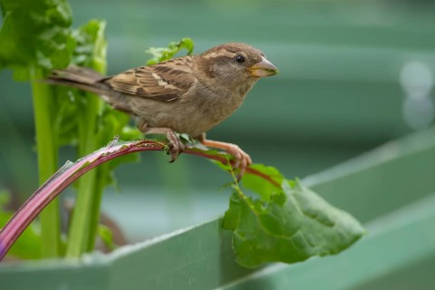 House sparrow (Passer domesticus) adult female bird feeding on a garden Swiss chard vegetable plant