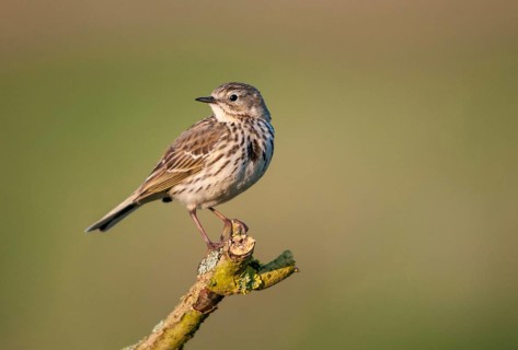 Anthus pratensis, meadow pipit, meadow pieper, birds, passeri, songbirds, birds