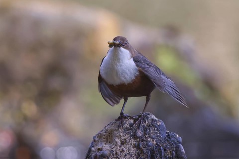 White-throated Dipper (Cinclus cinclus) with food in its beak, North Rhine-Westphalia, Germany
