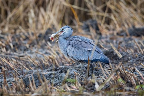 Grey heron (Ardea cinerea) Germany