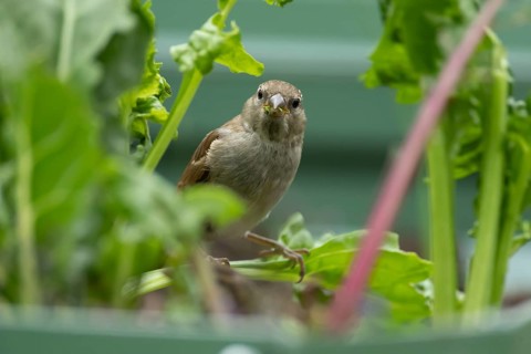 House sparrow (Passer domesticus) adult garden bird feeding on swiss chard vegetable plants in a
