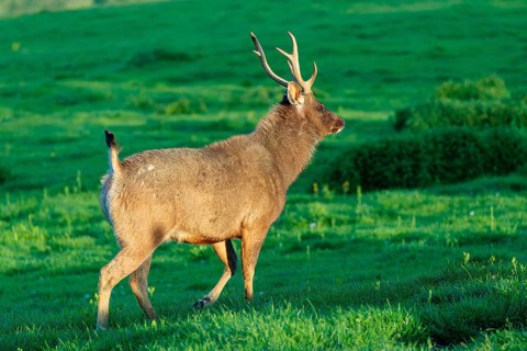 A Sambar stag (Rusa unicolor), runs across a green meadow in the very first light of the day.