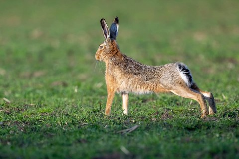 European hare (Lepus europaeus), Dümmer, Hüde, Lower Saxony, Germany