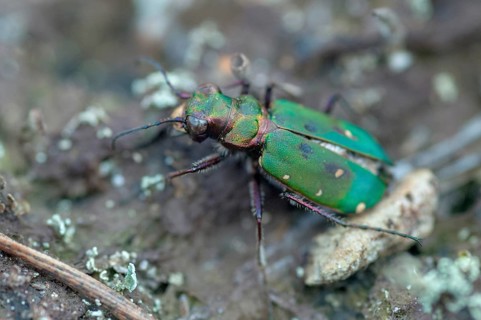 Carabidae, Cicindela campestris, field sandground beetles, sandground beetles, beetles, Coleoptera,
