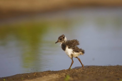 Northern Lapwing (Vanellus vanellus) chick, North Rhine-Westphalia, Germany