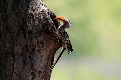 Red-ringed toucan (Tockus leucomelas), Southern Yellow-billed Hornbill, adult, male, at a nesting