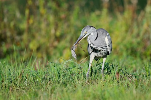 Grey heron (Ardea cinerea) standing in a meadow with a captured field mouse in its beak, North
