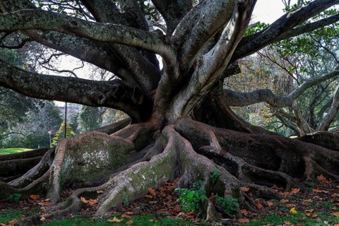 Ancient Morton Bay fig tree with massive exposed buttress roots in Auckland Domain park grounds,