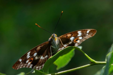 Apatura ilia, small Schiller butterfly, Lesser purple emperor, butterfly, insects, butterflies,