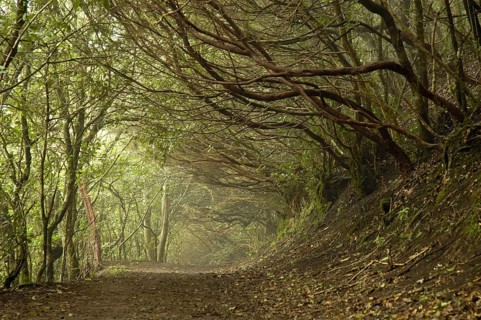 Europe, Spain, Canary Islands, Tenerife, Laurel Forest, Tenerife, Canary Islands/Canary Islands,