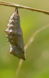 Camberwll beauty, nymphalis antiopa, mourning cloak, butterfly, high size, portrait format,