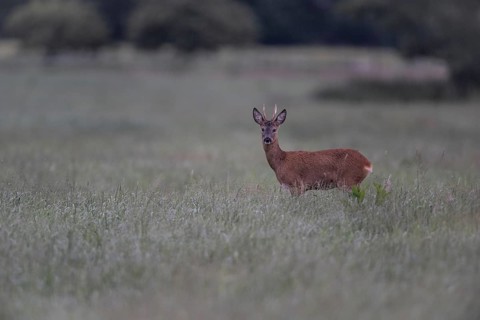 Roebuck (Capreolus capreolus) in a meadow, Lower Saxony, Germany