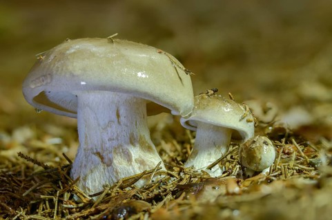Clitocybe nebularis, clitocybe pileolaris, grey-capped, autumn leaf, lepista nebularis, fog-gray