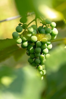 Green grapes (Vitis) hang from a vine in the sunlight, Ternitz, Lower Austria, Austria