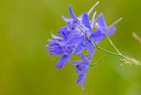 Field larkspur, consolida regalis, field larkspur, forking larkspur, buttercup family,