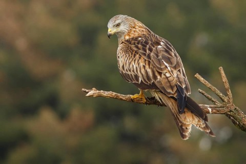 Red Kite (Milvus milvus), perched on a branch, Catile and Leon, Spain