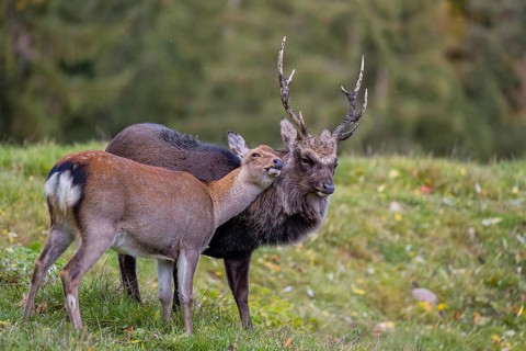Deep affection. A Japanese sika deer (Cervus nippon nippon) doe cuddles intensely with a stag