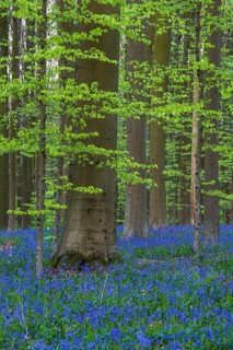 Bluebells (Hyacinthoides) in Hallerbos, woodland, early-flowering plants, Hallerbos, Halle, Belgium