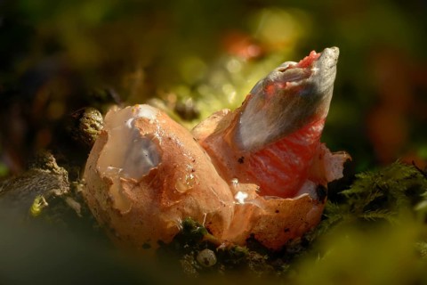 Corynites brevis, Corynites ravenelii, raspberry-red dog rod, mutinus brevis, mutinus ravenelii,