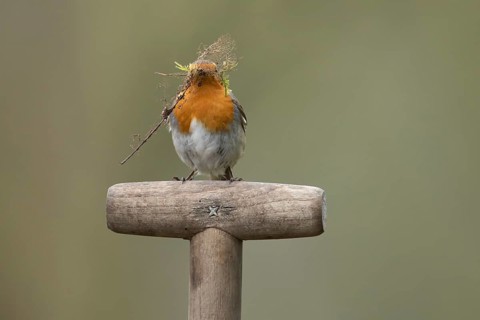 European robin (Erithacus rubecula) adult garden bird with nest material in its beak on a fork