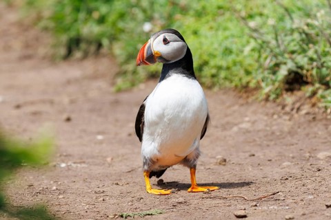 Atlantic puffin (Fratercula arctica) standing on a dirt path, surrounded by greenery, showcasing
