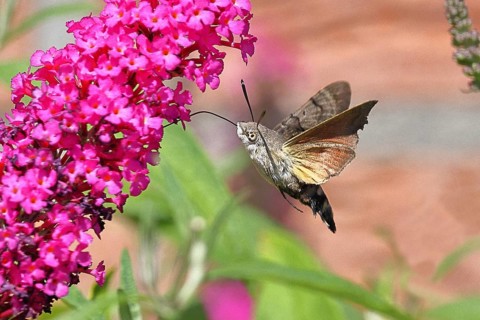 A hummingbird hawk-moth (Macroglossum stellatarum) feeds on nectar from a butterfly bush