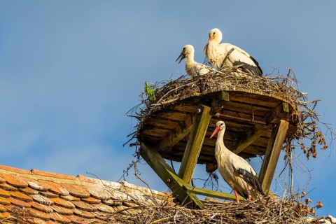 Young white storks (Ciconia ciconia) in their nest, on a house roof, Affenberg Salem, Lake