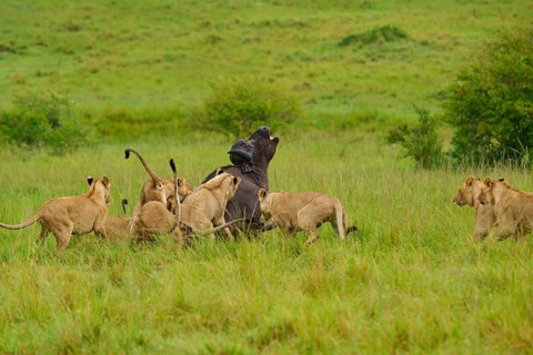 A pride of lions surrounds and attacks a buffalo in dense grassland, lion (Panthera leo), Cape