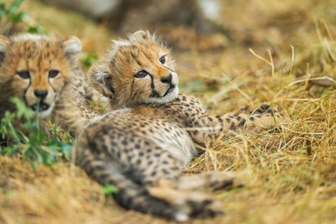 Cheetah (Acinonyx jubatus) youngster lying on a meadow, captive, occurrence Africa