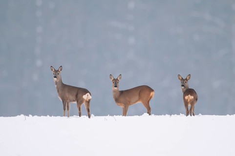 Roe deer in winter, Oldenburger Münsterland, Vechta, Lower Saxony, Germany